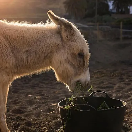 Bed & Breakfast Hektor - Farm, Arts & Teguise (Lanzarote)