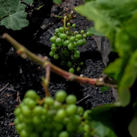 Hektor - Farm, Arts & 4*